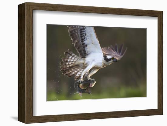 Osprey (Pandion Haliaetus) with Fish Prey, Cairngorms National Park, Scotland, UK, May-Peter Cairns-Framed Photographic Print