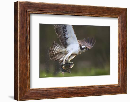 Osprey (Pandion Haliaetus) with Fish Prey, Cairngorms National Park, Scotland, UK, May-Peter Cairns-Framed Photographic Print