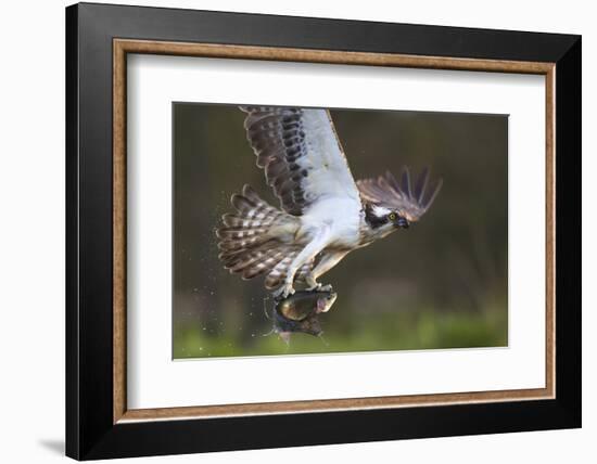 Osprey (Pandion Haliaetus) with Fish Prey, Cairngorms National Park, Scotland, UK, May-Peter Cairns-Framed Photographic Print