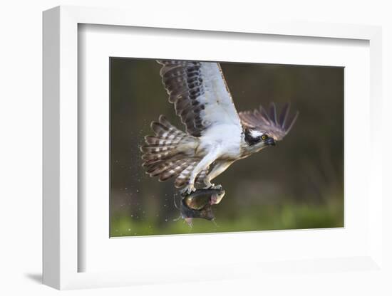 Osprey (Pandion Haliaetus) with Fish Prey, Cairngorms National Park, Scotland, UK, May-Peter Cairns-Framed Photographic Print