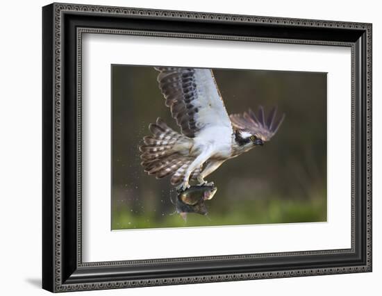 Osprey (Pandion Haliaetus) with Fish Prey, Cairngorms National Park, Scotland, UK, May-Peter Cairns-Framed Photographic Print