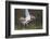 Osprey (Pandion Haliaetus) with Fish Prey, Cairngorms National Park, Scotland, UK, May-Peter Cairns-Framed Photographic Print