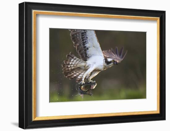 Osprey (Pandion Haliaetus) with Fish Prey, Cairngorms National Park, Scotland, UK, May-Peter Cairns-Framed Photographic Print