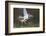 Osprey (Pandion Haliaetus) with Fish Prey, Cairngorms National Park, Scotland, UK, May-Peter Cairns-Framed Photographic Print