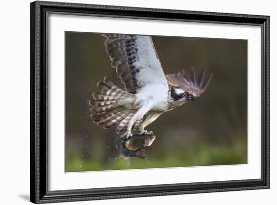 Osprey (Pandion Haliaetus) with Fish Prey, Cairngorms National Park, Scotland, UK, May-Peter Cairns-Framed Photographic Print