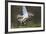 Osprey (Pandion Haliaetus) with Fish Prey, Cairngorms National Park, Scotland, UK, May-Peter Cairns-Framed Photographic Print