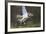 Osprey (Pandion Haliaetus) with Fish Prey, Cairngorms National Park, Scotland, UK, May-Peter Cairns-Framed Photographic Print