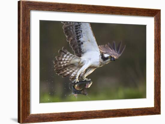 Osprey (Pandion Haliaetus) with Fish Prey, Cairngorms National Park, Scotland, UK, May-Peter Cairns-Framed Photographic Print