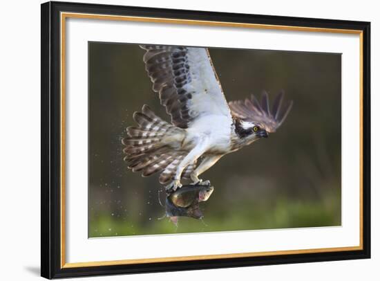 Osprey (Pandion Haliaetus) with Fish Prey, Cairngorms National Park, Scotland, UK, May-Peter Cairns-Framed Photographic Print