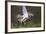 Osprey (Pandion Haliaetus) with Fish Prey, Cairngorms National Park, Scotland, UK, May-Peter Cairns-Framed Photographic Print