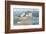 Osprey Point-Albert Swayhoover-Framed Art Print