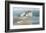 Osprey Point-Albert Swayhoover-Framed Art Print