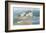 Osprey Point-Albert Swayhoover-Framed Art Print