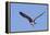 Osprey Takes Off-Hal Beral-Framed Premier Image Canvas