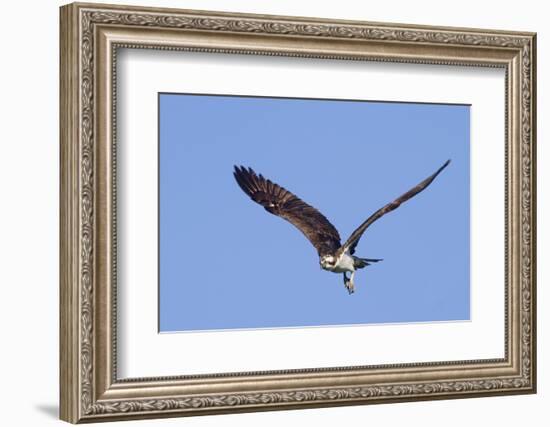 Osprey Takes Off-Hal Beral-Framed Photographic Print