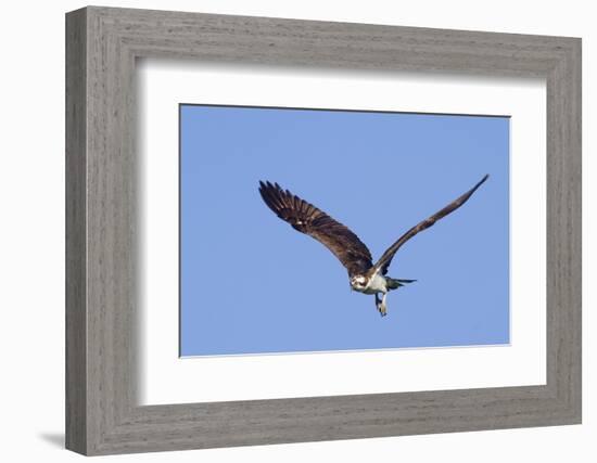 Osprey Takes Off-Hal Beral-Framed Photographic Print