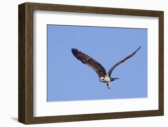 Osprey Takes Off-Hal Beral-Framed Photographic Print