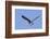 Osprey Takes Off-Hal Beral-Framed Photographic Print