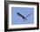 Osprey Takes Off-Hal Beral-Framed Photographic Print