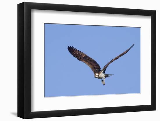 Osprey Takes Off-Hal Beral-Framed Photographic Print