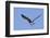 Osprey Takes Off-Hal Beral-Framed Photographic Print