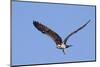 Osprey Takes Off-Hal Beral-Mounted Photographic Print