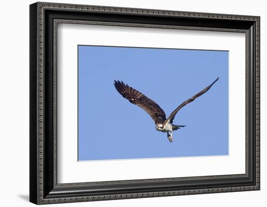 Osprey Takes Off-Hal Beral-Framed Photographic Print