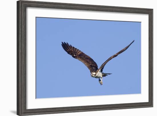 Osprey Takes Off-Hal Beral-Framed Photographic Print