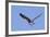 Osprey Takes Off-Hal Beral-Framed Photographic Print