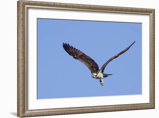 Osprey Takes Off-Hal Beral-Framed Photographic Print