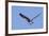 Osprey Takes Off-Hal Beral-Framed Photographic Print