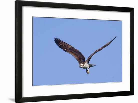 Osprey Takes Off-Hal Beral-Framed Photographic Print