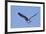 Osprey Takes Off-Hal Beral-Framed Photographic Print