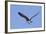 Osprey Takes Off-Hal Beral-Framed Photographic Print