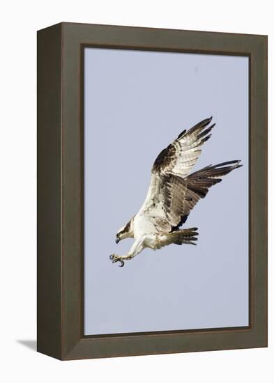 Osprey with Extended Talons-Hal Beral-Framed Premier Image Canvas