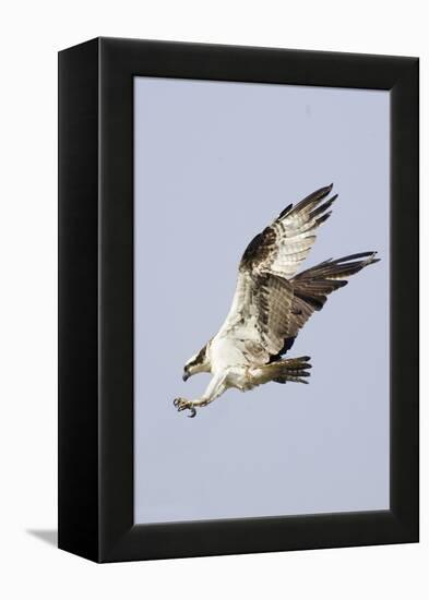 Osprey with Extended Talons-Hal Beral-Framed Premier Image Canvas