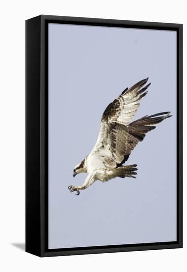 Osprey with Extended Talons-Hal Beral-Framed Premier Image Canvas