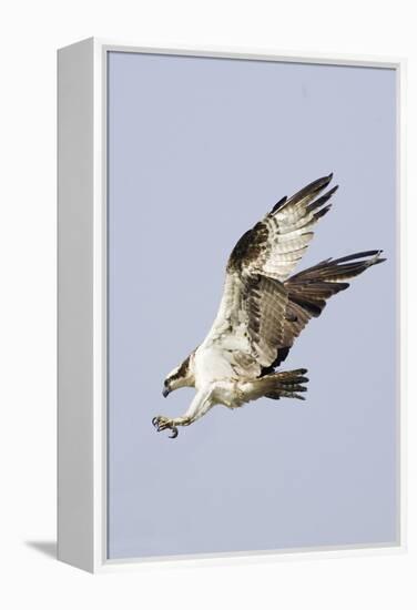 Osprey with Extended Talons-Hal Beral-Framed Premier Image Canvas