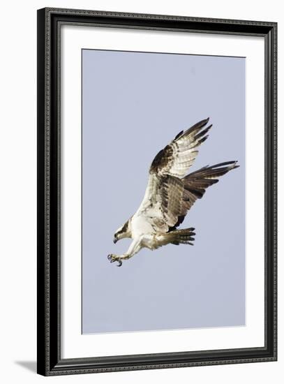 Osprey with Extended Talons-Hal Beral-Framed Photographic Print