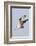 Osprey with Extended Talons-Hal Beral-Framed Photographic Print