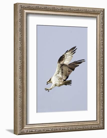 Osprey with Extended Talons-Hal Beral-Framed Photographic Print