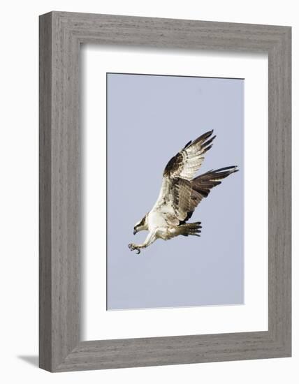 Osprey with Extended Talons-Hal Beral-Framed Photographic Print