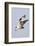 Osprey with Extended Talons-Hal Beral-Framed Photographic Print