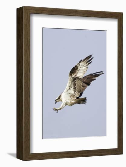 Osprey with Extended Talons-Hal Beral-Framed Photographic Print