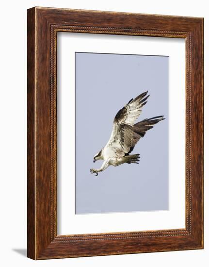 Osprey with Extended Talons-Hal Beral-Framed Photographic Print