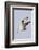 Osprey with Extended Talons-Hal Beral-Framed Photographic Print