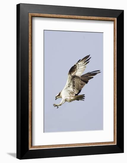 Osprey with Extended Talons-Hal Beral-Framed Photographic Print