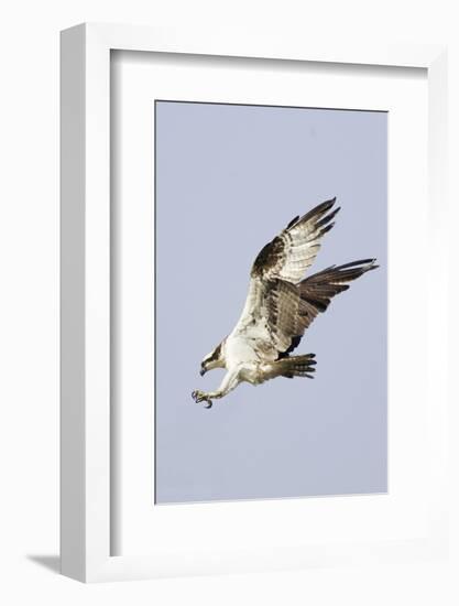 Osprey with Extended Talons-Hal Beral-Framed Photographic Print