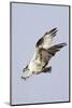 Osprey with Extended Talons-Hal Beral-Mounted Photographic Print