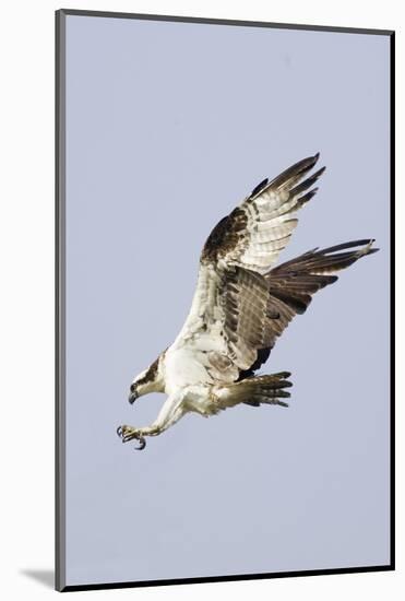 Osprey with Extended Talons-Hal Beral-Mounted Photographic Print